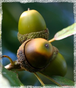 acorn-cluster-57305_640.jpg