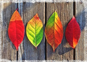 leaves-1051937_640.jpg
