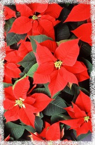 poinsettia-565591_640-2.jpg