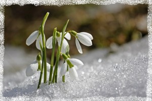 spring-1166564_640.jpg