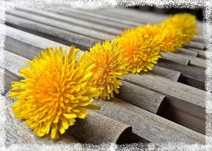 dandelions-1362556_640.jpg