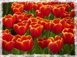 tulip-748507_640.jpg