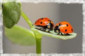nature-1593406_640.jpg