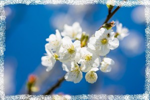 cherry-732419_640.jpg