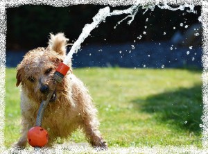 dog-1310545_640.jpg